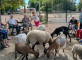 Une après-midi à la ferme pédagogique ! La Fontaine Médicis Saint-Germain-lès-Corbeil